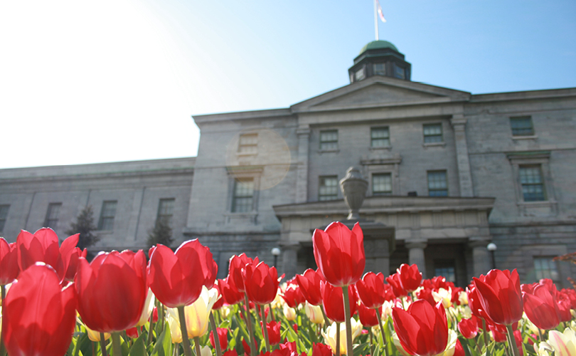 Tulips in front of the Arts buidling