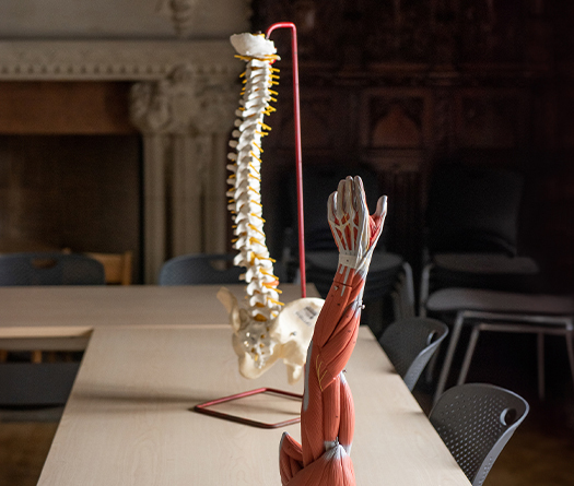A model of a human spine and a skeleton on a table