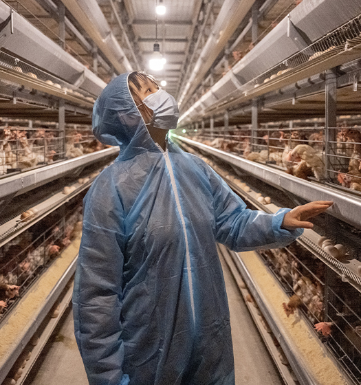 A person wearing a protective suit and mask in a poultry farm