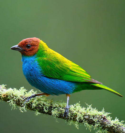A colorful bird on a branch