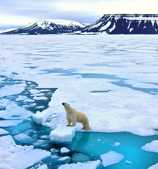 A polar bear standing on ice