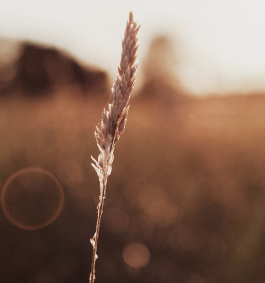 A field of wheat.