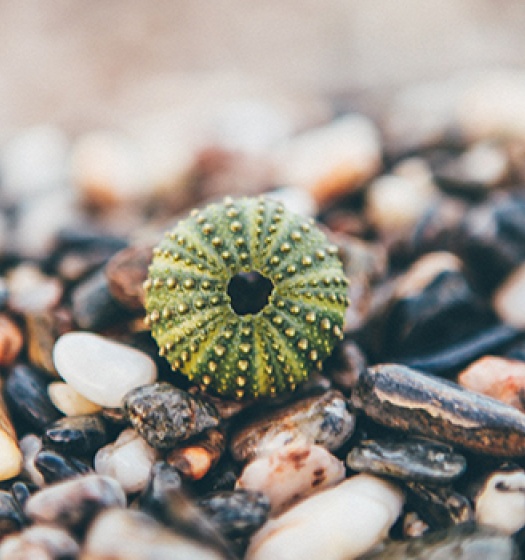 Photo of a sea urchin on a pebble beach.