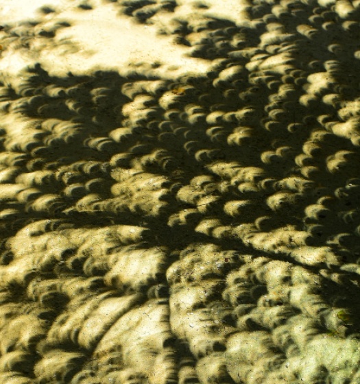 Small crescent-shaped shadows on the ground.