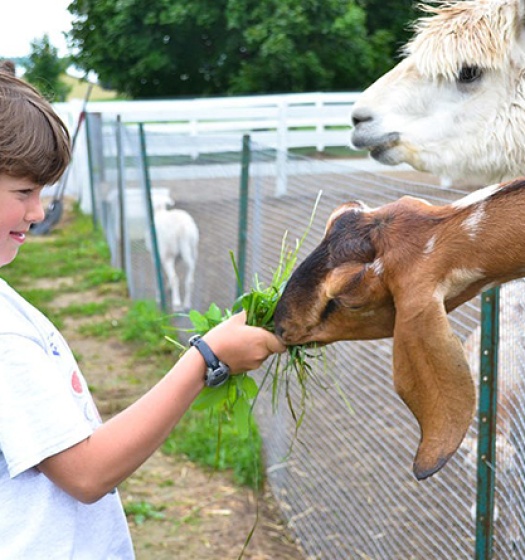 A child feeding a goat