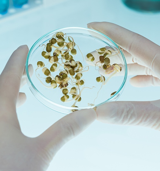 A close-up of a hand holding a petri dish