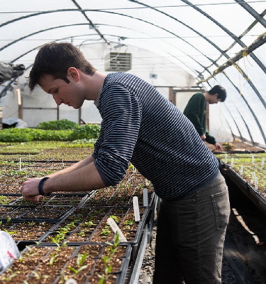 A person in a greenhouse