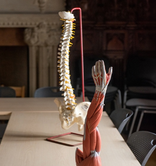 A model of a human spine and a skeleton on a table