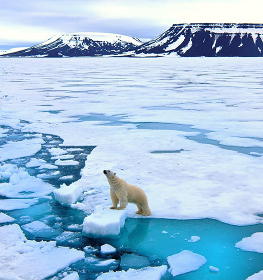 A polar bear standing on ice
