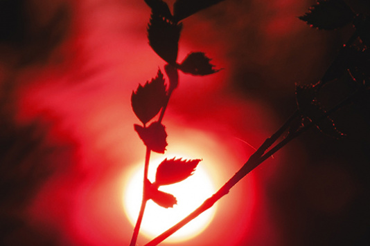Tree branch in front of a red light