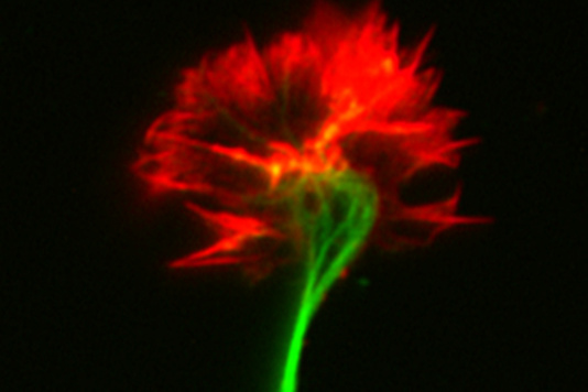 Digital light drawing of a brain that looks like a flower
